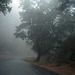 Mata da Albergaria, Rain and mist through the windshield L1005648