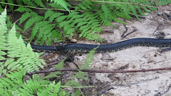 Speckled king-snake