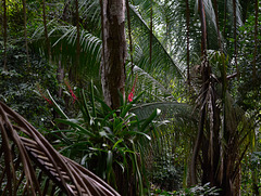 Tropical forest in Nayarit, Mexico
