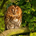 Tawny owl