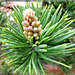 Bergkiefer (Pinus mugo).  ©UdoSm