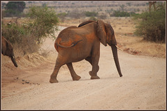 #9 African elephant