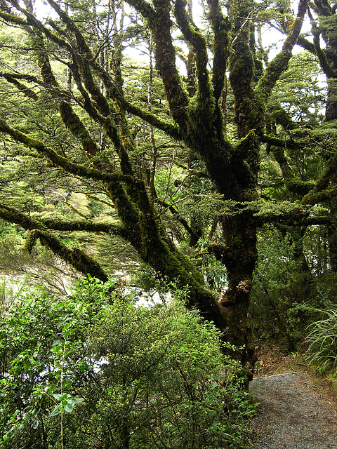 NP Tongariro, native forest on the trail to Tawhai Falls
