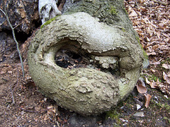 Mürrische Wurzel - angry root
