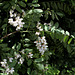 Robinia pseudoacacia (7)