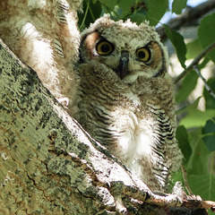 One of three young owls