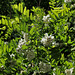 Robinia pseudoacacia (8)