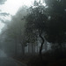 Mata da Albergaria, Rain and mist through the windshield L1005643
