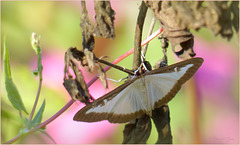 Box-tree moth ~ Buxusmot (Cydalima perspectalis)...