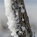Delicate hoar frost