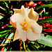 Gelber Oleander.  ©UdoSm