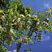 Robinia pseudoacacia (9)