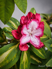 Rhododendren Blüte