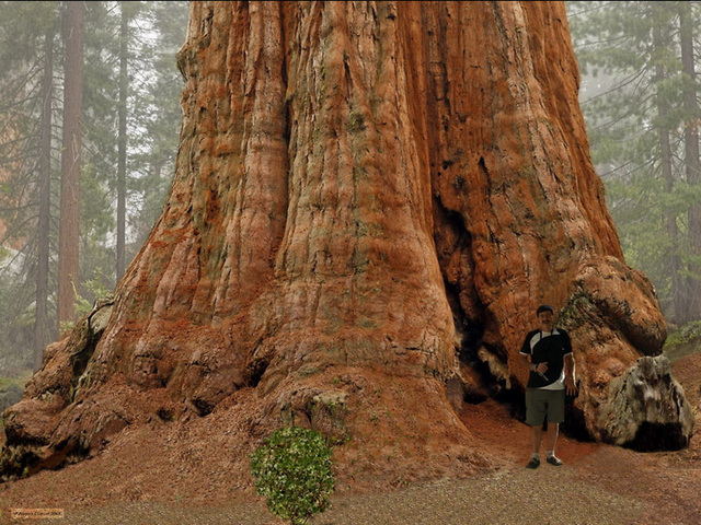 200506 Pierre USA California Redwood NP Giant Sequoia