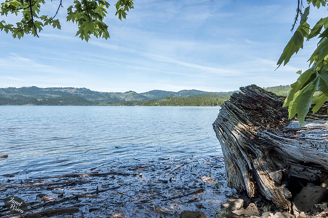 Pictures for Pam, Day 180: Trunk at the Edge of Lost Creek Lake