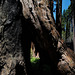 Sequoia Nat Park, Passage