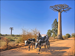 Sur la piste des baobabs