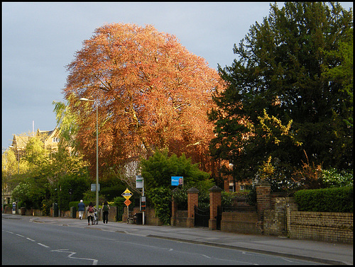 North Oxford trees