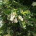 Robinia pseudoacacia (10)