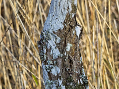 Treecreeper (Photo 1 - in full camouflage)