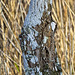 Treecreeper (Photo 1 - in full camouflage)