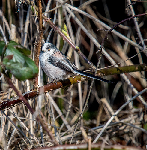 Long tailed tit2