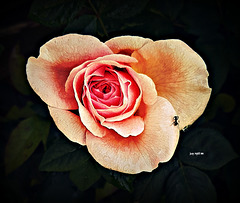Old English shrub rose.