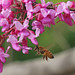 Bee in the redbud tree