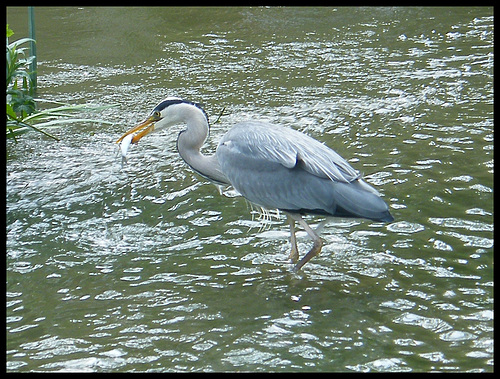 grey heron with fish