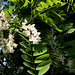 Robinia pseudoacacia (12)