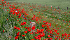 HFF-for everyone -23-7-2021- Papaver field