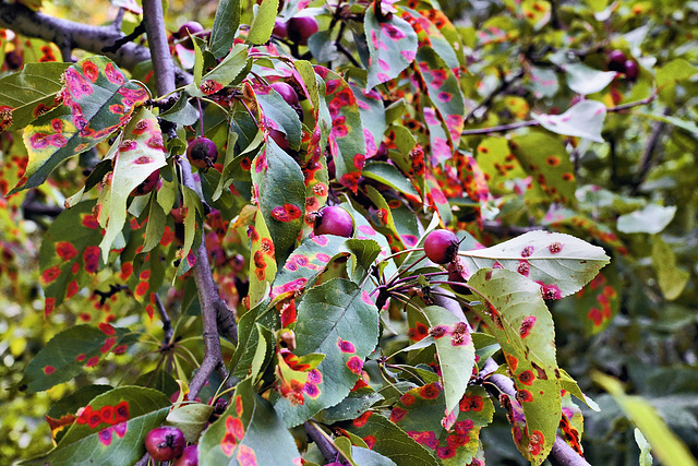 Crab Apples – de Maisonneuve Boulevard, Westmount, Québec