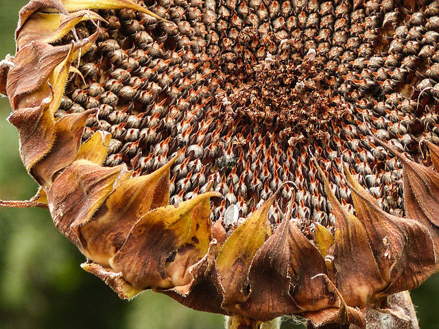Sunflower going to seed