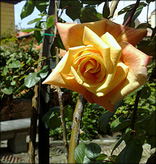 Rose in Madrid's Jardin del Principe de  Anglona