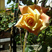 Rose in Madrid's Jardin del Principe de  Anglona