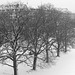 Münchner Bäume (1) - 9 Januar 2019