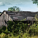 Dilapidated Shed