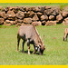 Antílope eland común [Taurotragus oryx] (+2 Notas)