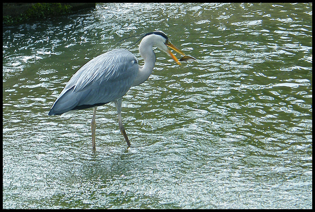 heron scoops a fish