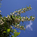 Robinia pseudoacacia (13)