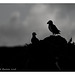 Puffin Silhouettes
