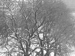 Münchner Bäume (2) - 9 Januar 2019