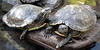 Turtles at Iberostar Heritage Grand Mencey-3