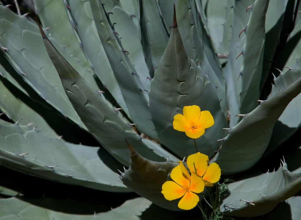 Mexican Poppies & Agave