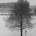 Münchner Bäume (3) - 9 Januar 2019