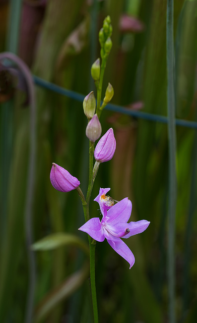 Calopogon tuberosus (Common Grass-Pink orchid) in front yard bog garden