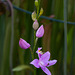 Calopogon tuberosus (Common Grass-Pink orchid) in front yard bog garden