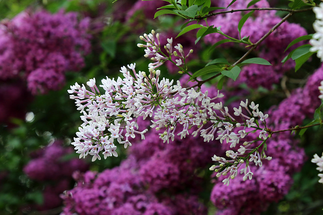 Lilacs in bloom (Explored)