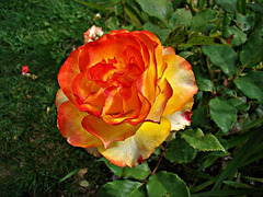 Beauty Of A Rose