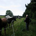 Horses alongside Brakenhurst Wood